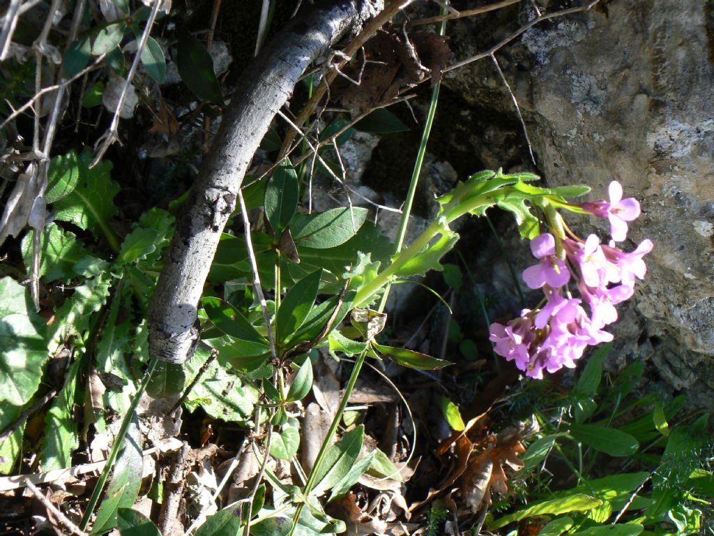 Arabis collina subsp. rosea / Arabetta rosea